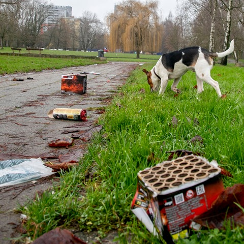 Ein Hund schnüffelt im Park an den Resten von Feuerwerkskörpern