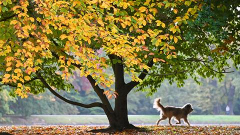 Ein Hund läuft unter einem Baum durch einen Park.