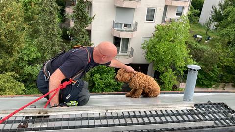 Ein Hund sitzt auf einem Dach, daneben ein Feuerwehrmann.