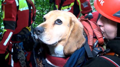 Hund umringt von Rettern mit Helm