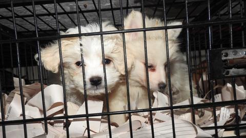 Hundewelpen in einem Käfig.