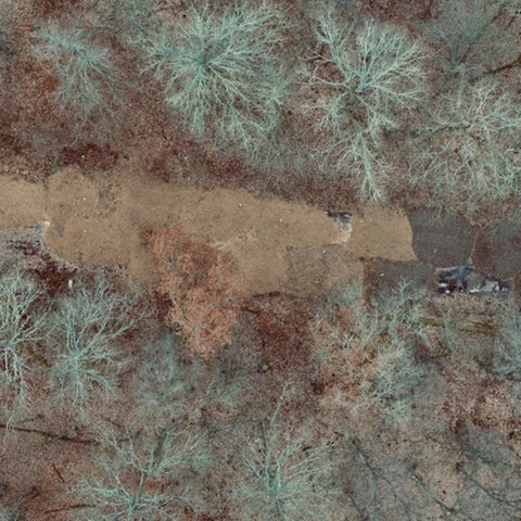 Luftaufnahme eines Waldstücks, in dem auf einer größere Fläche die Erde verfärbt ist.