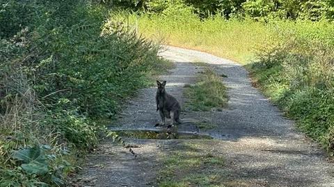 Känguru vor Pfütze auf einem Feldweg