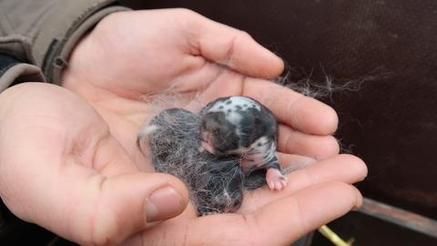 Ein Kaninchen-Baby im Tierpark Sababurg