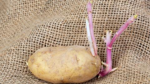 Eine Mutterkartoffel, aus deren Keimen neue Knollen wachsen.