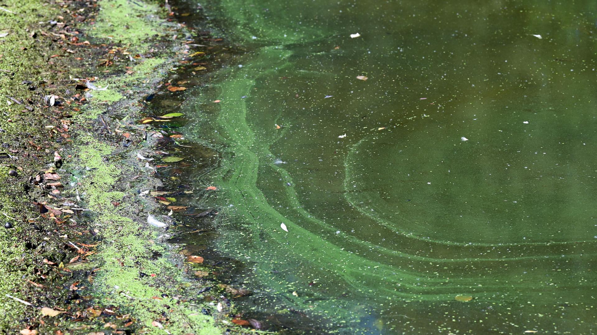 Blaualgen an Grube Prinz von Hessen in Darmstadt hessenschau.de