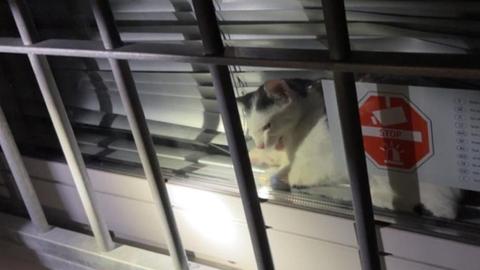 Katze auf Polizeistation