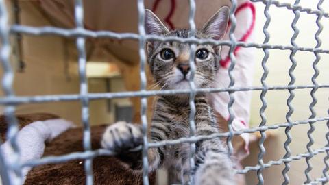 Katze streckt ihre Pfote durch die Gitterstäbe ihres Zwingers