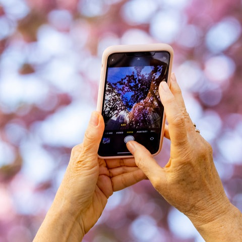 Dłoń kobiety trzyma telefon komórkowy i robi zdjęcia z różowymi kwiatami wiśni w niebieskim niespotykanym niebieskim niebieskim.
