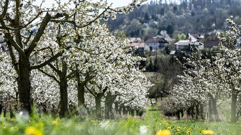 Witzenhausen Kirschblüten