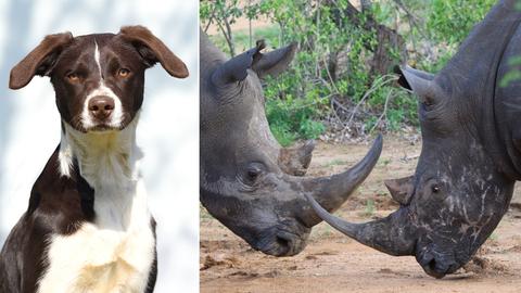 Bildkombination: links im Bild sieht man einen Hund und rechts zwei sehr nah zusammenstehende Nashörner