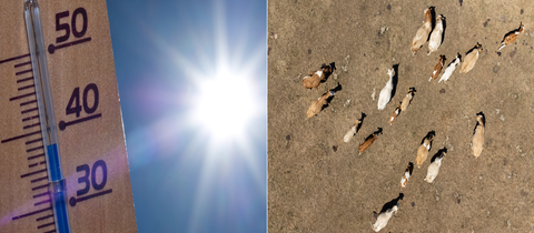 Bildkombo: Osterei im Schnee und Rinder auf einer vertrockneten Weide aus der Vogelperspektive