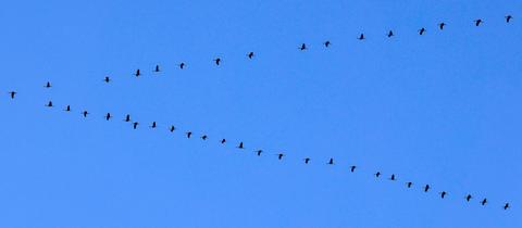Kraniche in der V-Form am Himmel
