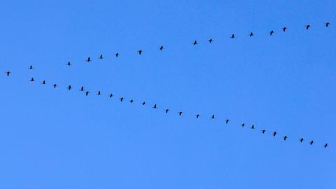 Kraniche in der V-Form am Himmel