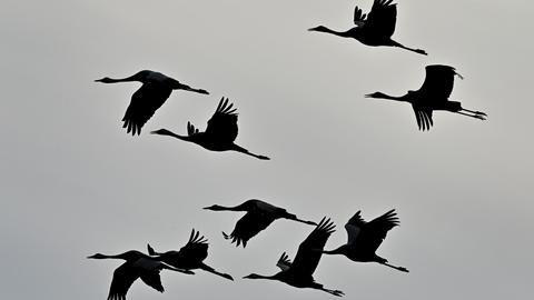 Fliegende Kraniche an trübem Himmel