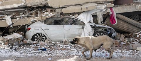 Eine Hündin läuft an den Trümmern eines Hauses vorbei, unter denen ein zerstörtes Auto liegt. 