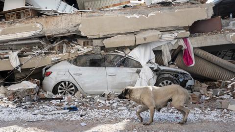 Eine Hündin läuft an den Trümmern eines Hauses vorbei, unter denen ein zerstörtes Auto liegt. 