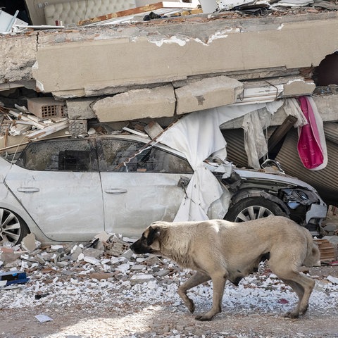 Eine Hündin läuft an den Trümmern eines Hauses vorbei, unter denen ein zerstörtes Auto liegt. 
