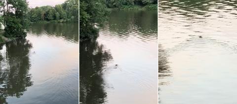 Drei Screenshots nebeneinander, die in verschiedenen Distanzen ein schwimmendes Tier im Fluss zeigen.