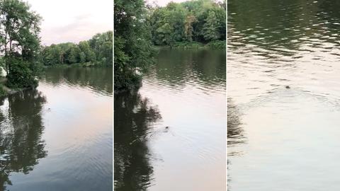 Drei Screenshots nebeneinander, die in verschiedenen Distanzen ein schwimmendes Tier im Fluss zeigen.