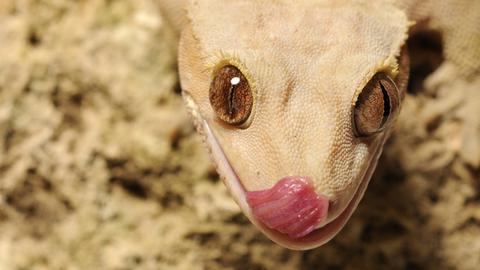 Neukaledonischer Kronengecko (Rhacodactylus ciliatus), ausgewachsen, Nahaufnahme des Kopfes, leckt sich das Gesicht