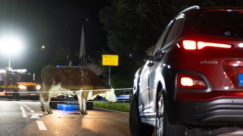 Die entlaufene Kuh steht nach der Kollision auf der Fahrbahn. 