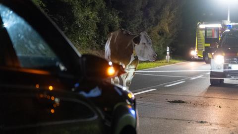 Kuh vor Auto