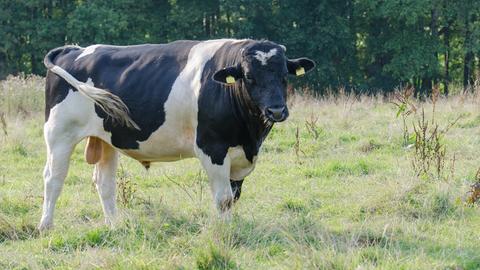 Schwarzbuntes Niederungsrind auf der Weide