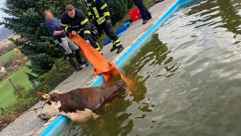 Eine Kuh steht in einem Pool.