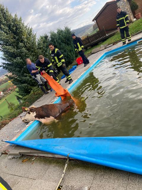 Eine Kuh steht in einem Pool.