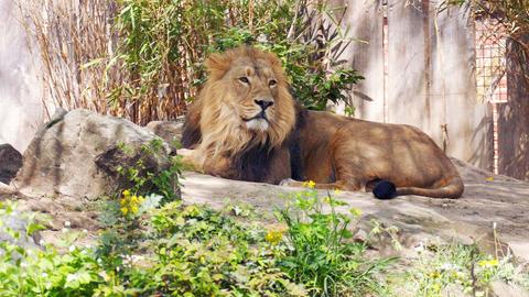 Asiatischer Löwe Kiron liegt im Zoo Frankfurt im Sand neben einem großen Stein
