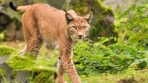 Luchs Luchse Tierpark Hanau Alte Fasanerie Wildpark