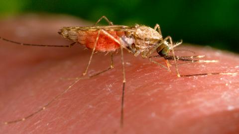 Anopheles-Mücke, auch "Malaria-Mücke" genannt