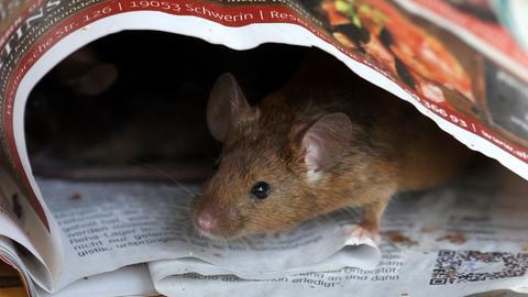Eine Maus lugt aus einer Zeitung hervor