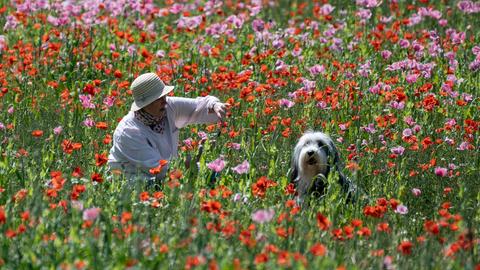 Besucherin fotografiert ihren Hund in der Mohnblüte