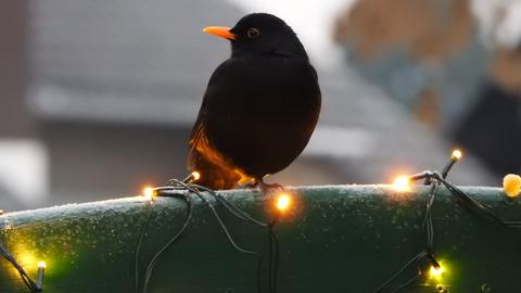 "Ganz schön frostig heute Morgen - das hat sich sicherlich auch Herr Amsel gedacht. Er hat schon mal einen Fuß unter sein Gefieder gesteckt , um ihn aufzuwärmen." Das Foto hat uns hessenschau.de Günther Appich aus Gründau-Rothenbergen geschickt.