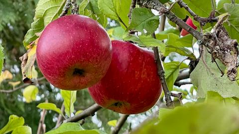 "Knackige, süße Äpfel in meinem Garten warten auf den Verzehr", schreibt uns hessenschau.de-Nutzerin Iris Stahmer aus Haiger zu ihrem Foto.