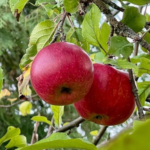 "Knackige, süße Äpfel in meinem Garten warten auf den Verzehr", schreibt uns hessenschau.de-Nutzerin Iris Stahmer aus Haiger zu ihrem Foto.