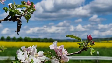 Blühender Apfelbaum an Straße vor Rapsfeld