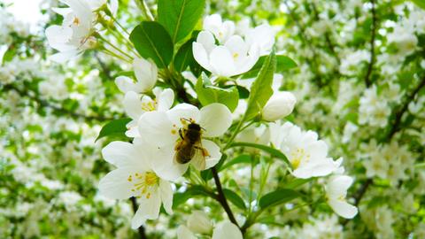 Eine Biene sitzt auf einer weißen Blüte.