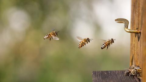 Drei Bienen im Anflug zum Bienenstock