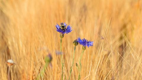 Blühende Kornblume