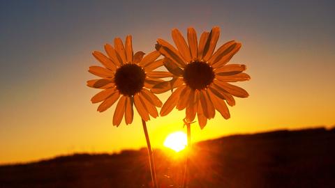 Blume im Sonnenuntergang