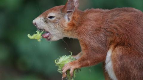 Ein Eichhörnchen frisst eine Nuss.