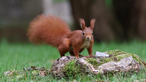 Eichhörnchen in Gießen