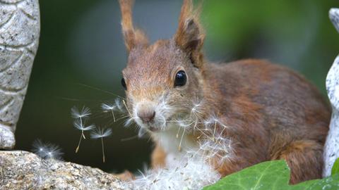 Eichhörnchen mit Pusteblume