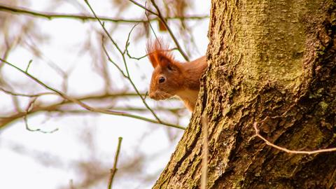 Ein Eichhörnchen lugt hinter einem Baumstamm hervor.