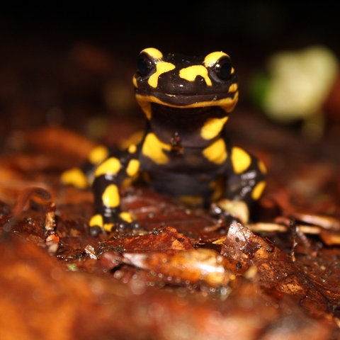 Den Feuersalamander hat hessenschau.de-Nutzer Dustin Wessel aus Wiesbaden fotografiert.