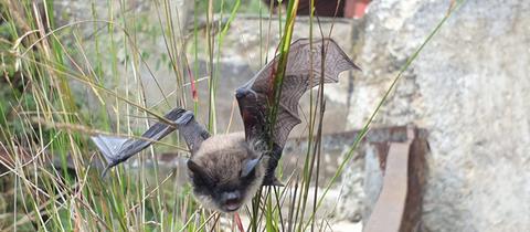 Fledermaus