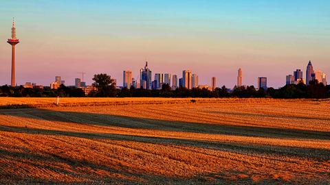 Feld vor Frankfurt